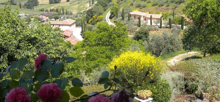 Il Poggio degli Olivi