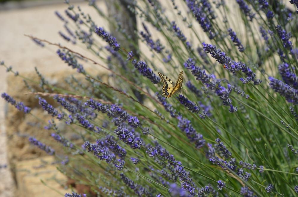 Il Podere di Marfisa