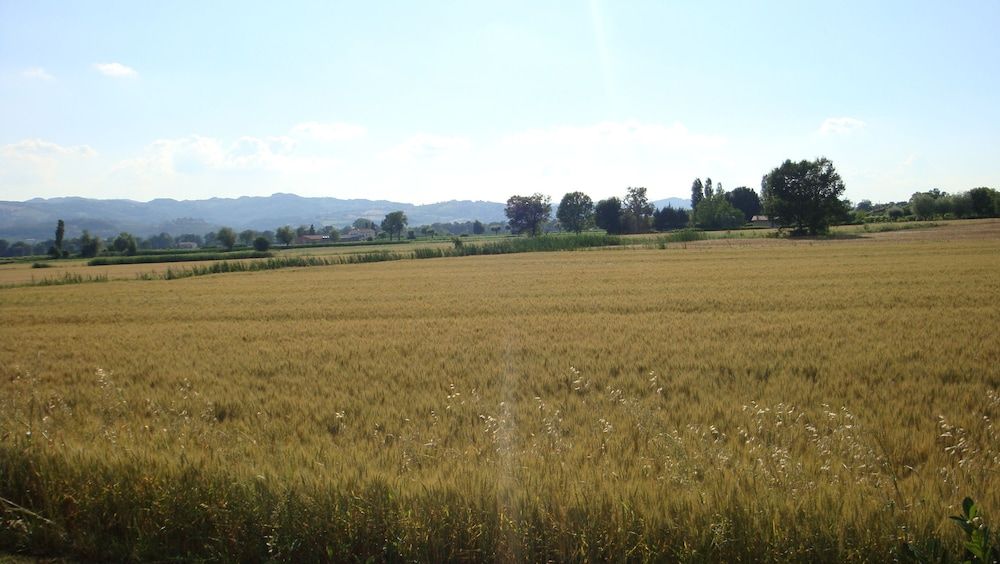 Fontecese