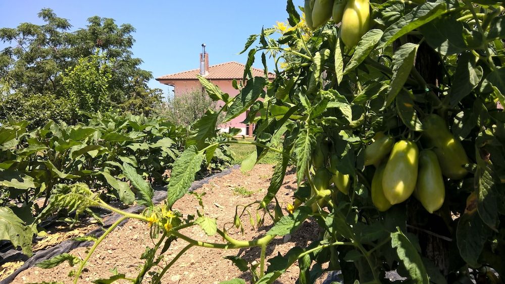 Macchia D'olmo