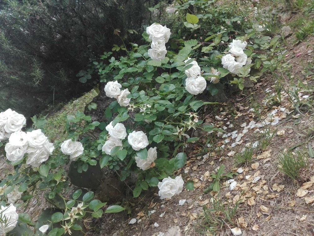 La Rosa