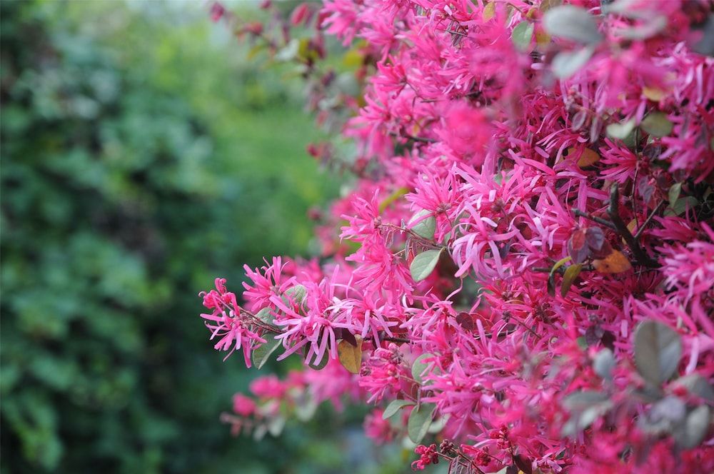 Jinling Resort