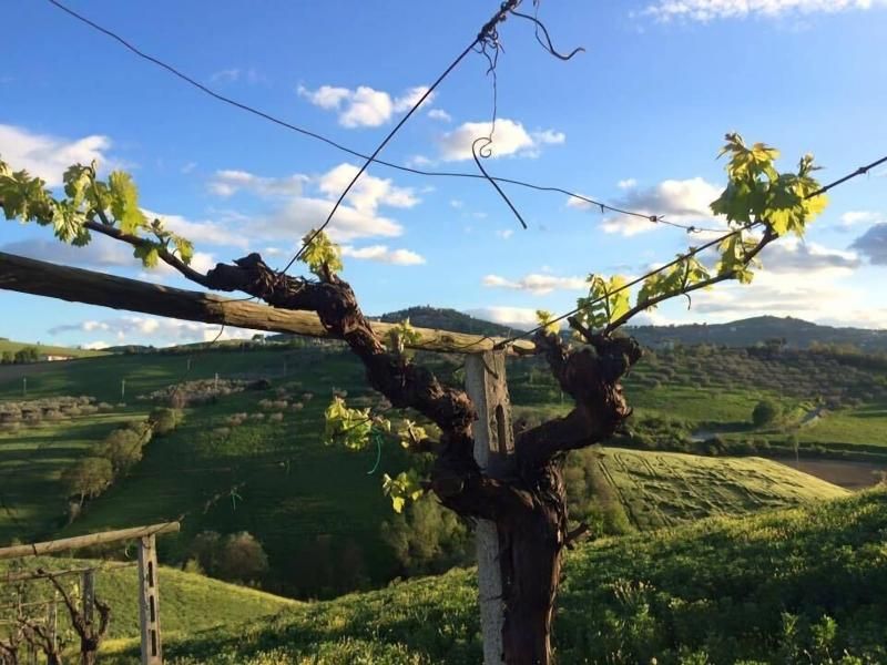 B&B Agricola Perconti