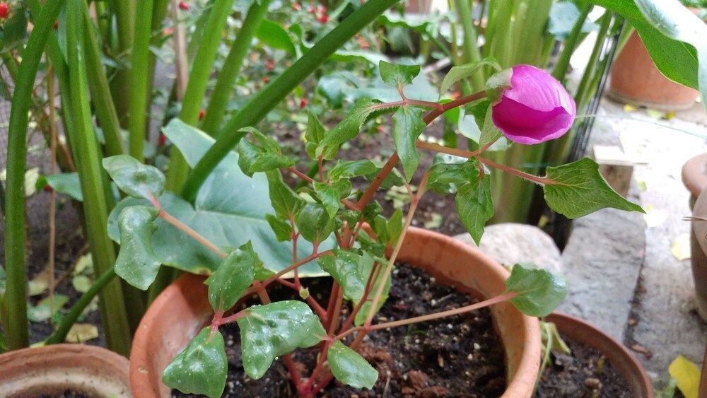 B&B Fiori E Limoni