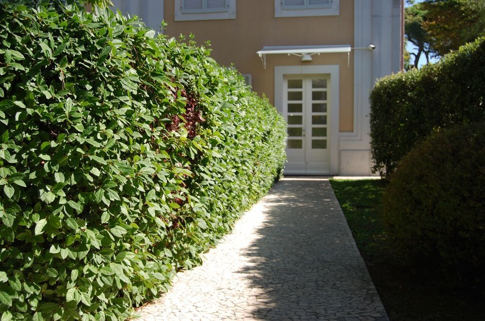 Ceccarini Suite