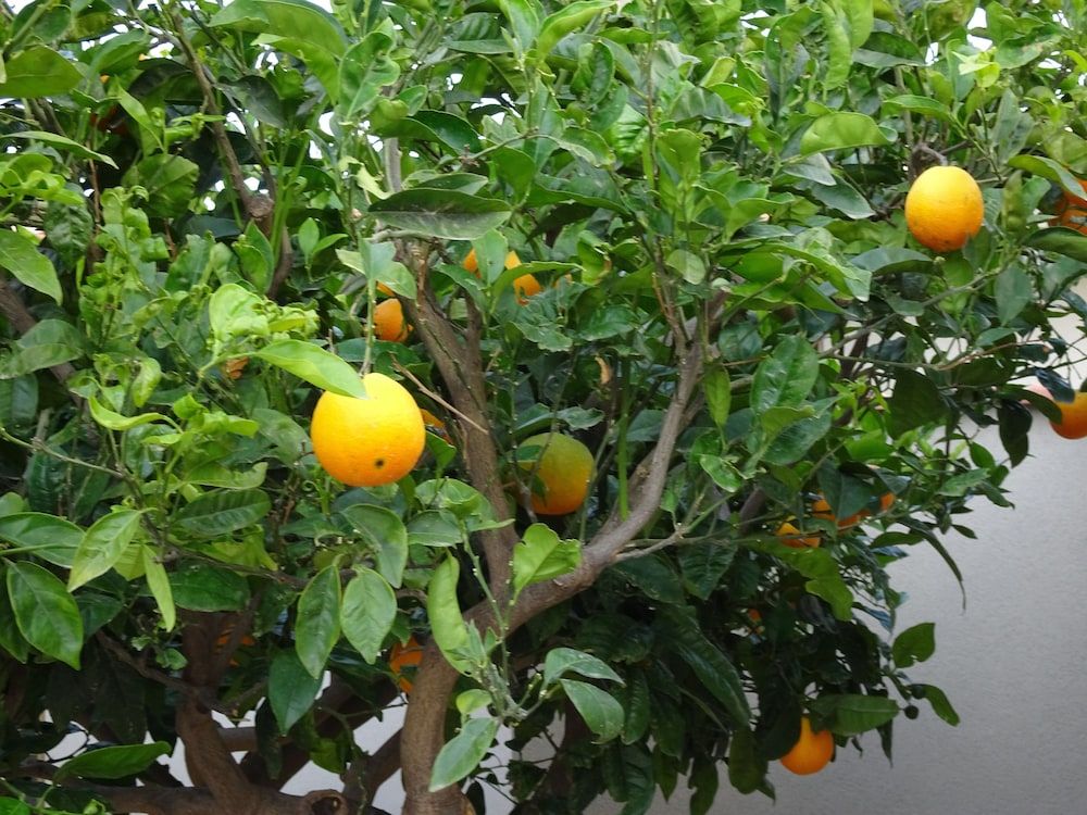 B&B Il Giardino Di Enea