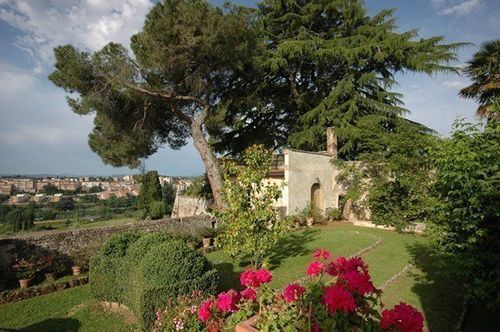 Le Camelie