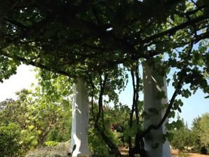 Agriturismo Tenuta Muzio