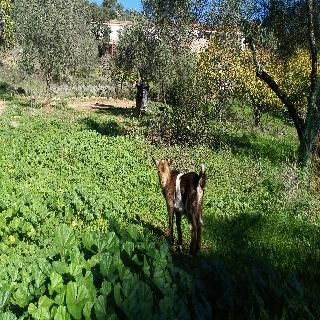 La Era de Aracena